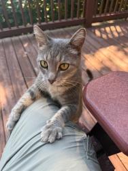 Found/Stray Female Cat last seen Tri-State EMC, Blue Ridge, GA 30513