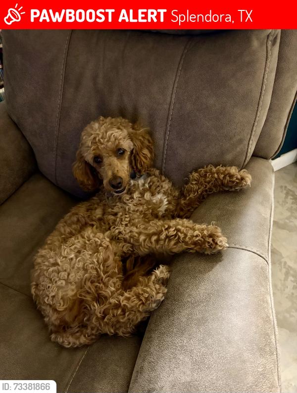 Lost Male Dog last seen Ruby St & 2090, Splendora, TX 77372