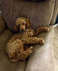 Lost Male Dog last seen Ruby St & 2090, Splendora, TX 77372