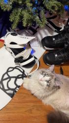 Lost Male Cat last seen On the front yard of 1033 Cypress Drive, Fort Collins, CO 80521