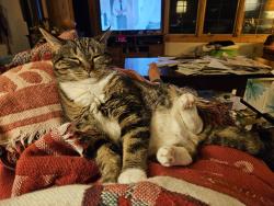 Lost Female Cat last seen Davis Rd Fenton, Lake Fenton, MI 48430