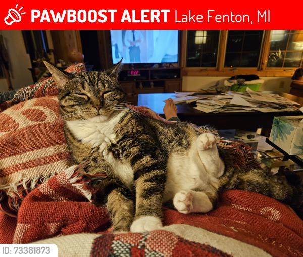Lost Female Cat last seen Davis Rd Fenton, Lake Fenton, MI 48430