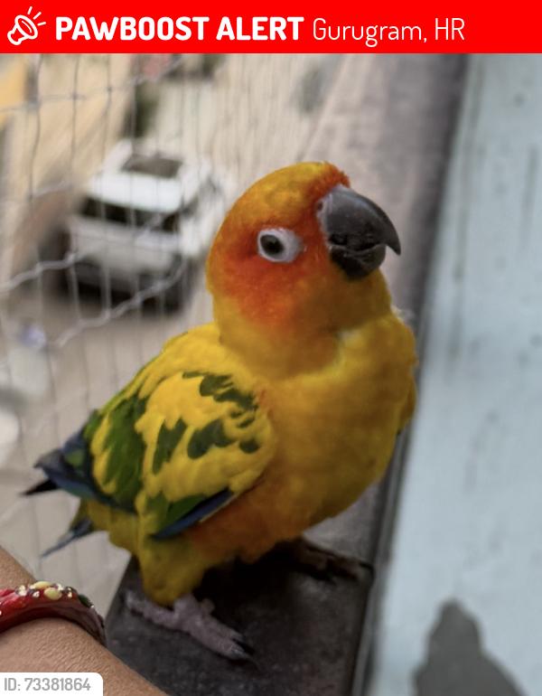 Lost Female Bird last seen Opposite Raj Cinema, Gurugram, HR 