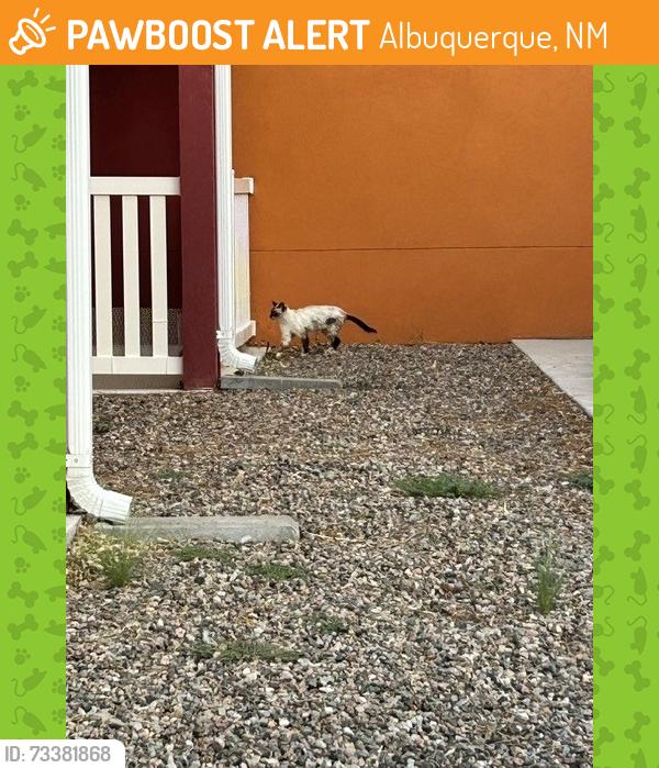 Found/Stray Unknown Cat last seen Rio Vista apmts, Lomas and Juan Tabo, Albuquerque, NM 87123