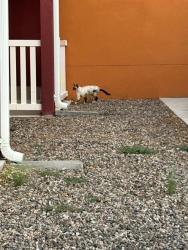 Found/Stray Unknown Cat last seen Rio Vista apmts, Lomas and Juan Tabo, Albuquerque, NM 87123