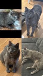 Lost Male Cat last seen 60th and Meade, Chicago, IL 60638