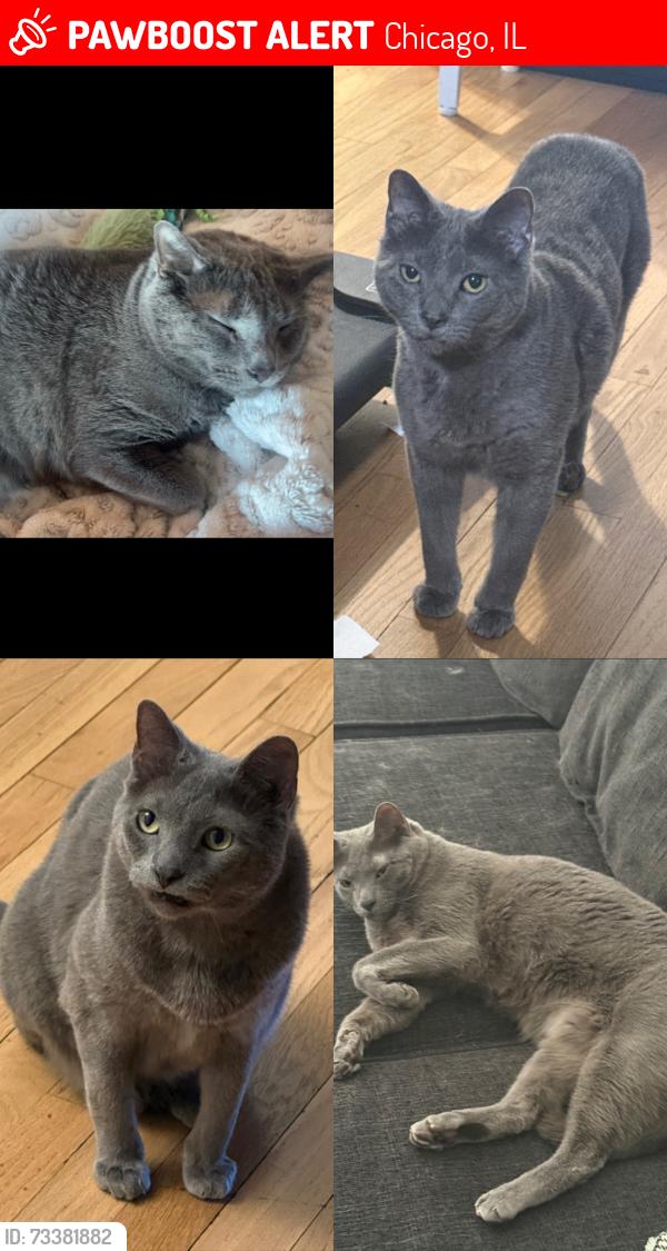 Lost Male Cat last seen 60th and Meade, Chicago, IL 60638