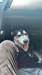 Reunited Female Dog last seen Los Angeles Street and Breesee Ave., Baldwin Park, CA 91706