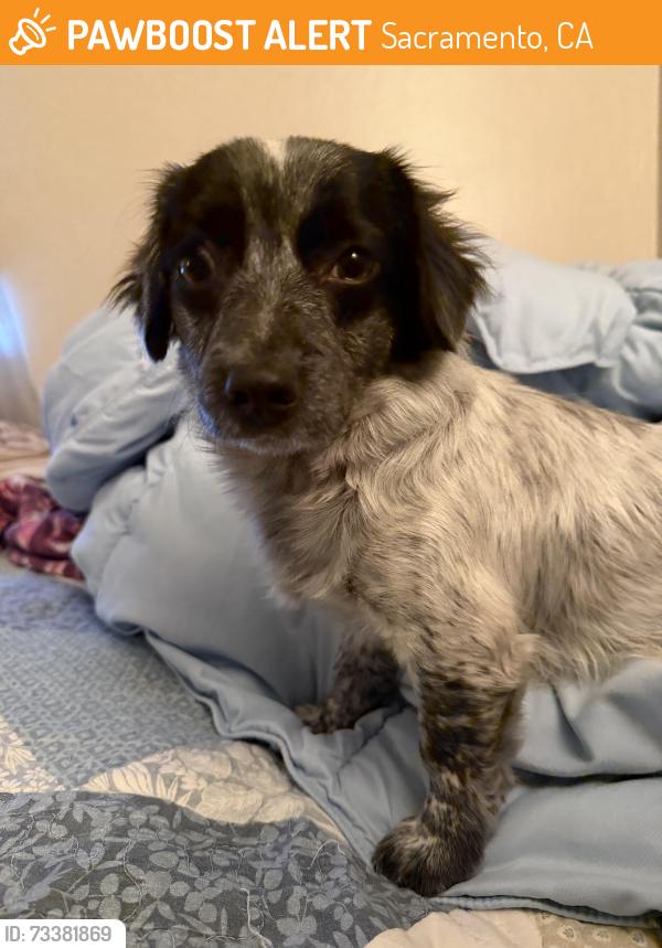 Found/Stray Female Dog last seen Sacramento, Sacramento, CA 95824