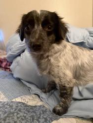 Found/Stray Female Dog last seen Sacramento, Sacramento, CA 95824