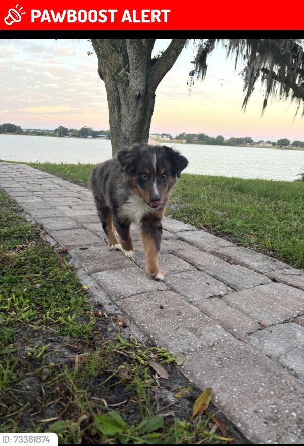 Lost Male Dog last seen Oviedo st Sebring fl, Highlands County, FL 33872