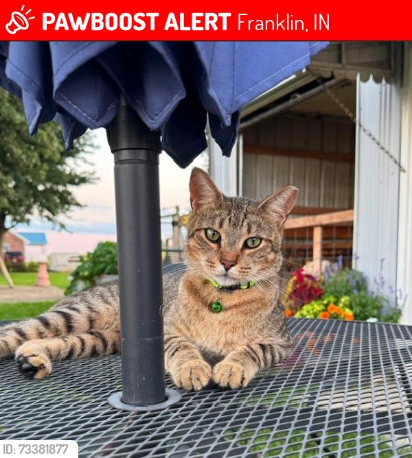 Lost Male Cat last seen Near S and 150 W, Franklin, Franklin, IN 46131