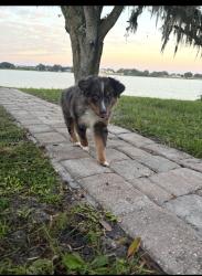 Lost Male Dog last seen Oviedo st Sebring fl, Highlands County, FL 33872