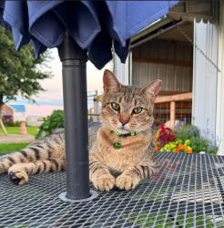 Lost Male Cat last seen Near S and 150 W, Franklin, Franklin, IN 46131