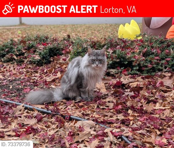 Lost Female Cat last seen Halley Elementary School, Lorton, VA 22079