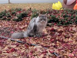 Lost Female Cat last seen Halley Elementary School, Lorton, VA 22079