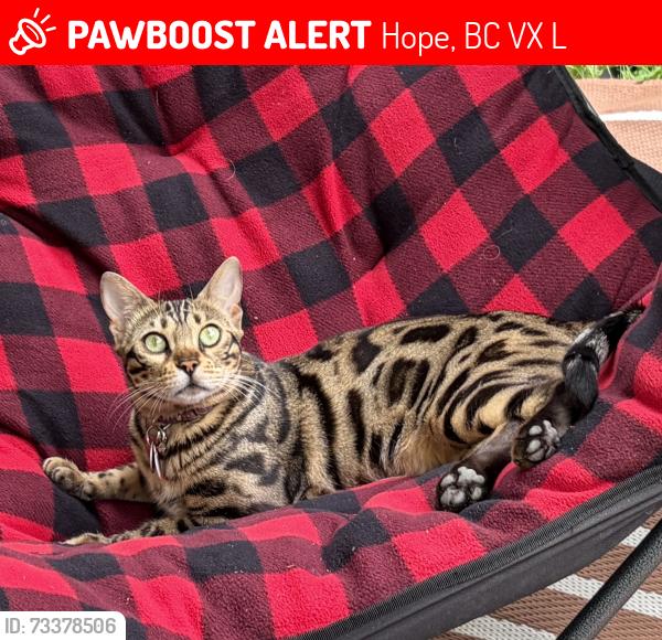 Lost Female Cat last seen Water st, king st, Telte-Yet camp site, Hope, BC V0X 1L0