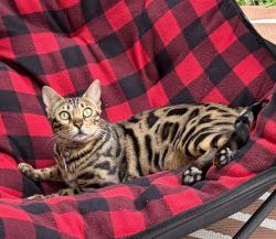 Lost Female Cat last seen Water st, king st, Telte-Yet camp site, Hope, BC V0X 1L0