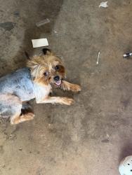 Lost Male Dog last seen Lawrenceville suwanee, Lawrenceville, GA 30043