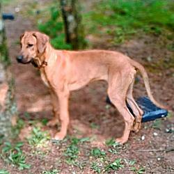 Lost Male Dog last seen Douglas Avenue and D Avenue West, Kalamazoo, MI 49009