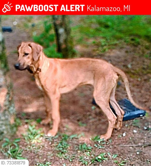 Lost Male Dog last seen Douglas Avenue and D Avenue West, Kalamazoo, MI 49009