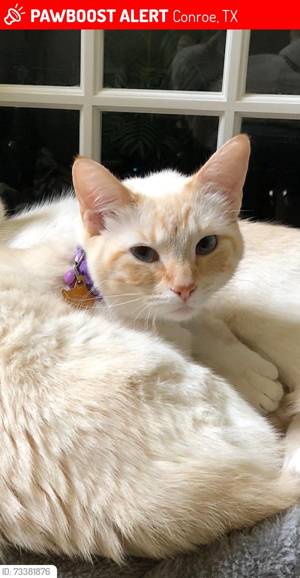 Lost Female Cat last seen White Baneberry Drive, Conroe, TX 77385