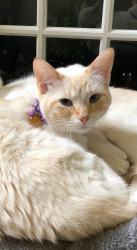 Lost Female Cat last seen White Baneberry Drive, Conroe, TX 77385