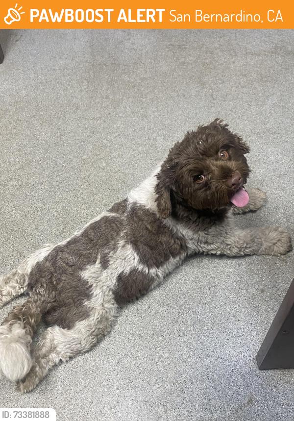 Found/Stray Unknown Dog last seen Mt Vernon and Rialto, San Bernardino, CA 92410