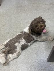 Found/Stray Unknown Dog last seen Mt Vernon and Rialto, San Bernardino, CA 92410