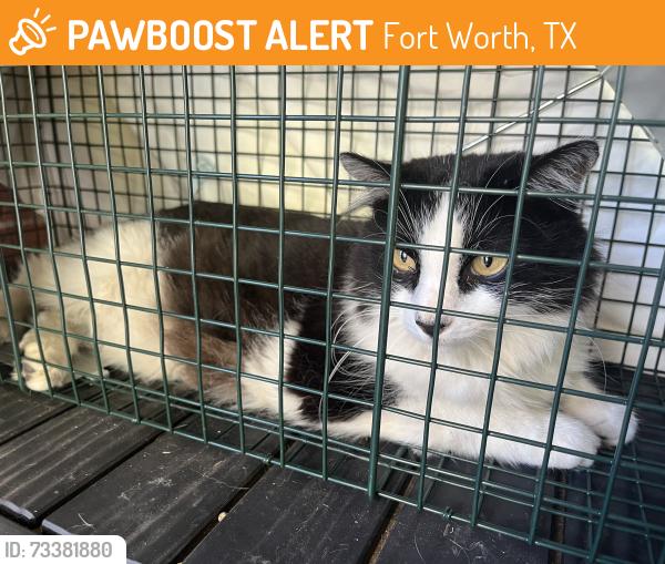 Found/Stray Male Cat last seen Frazier Ave & W Seminary Dr by the Jack in the Box, Fort Worth, TX 76115