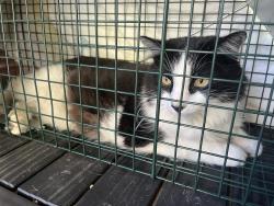 Found/Stray Male Cat last seen Frazier Ave & W Seminary Dr by the Jack in the Box, Fort Worth, TX 76115