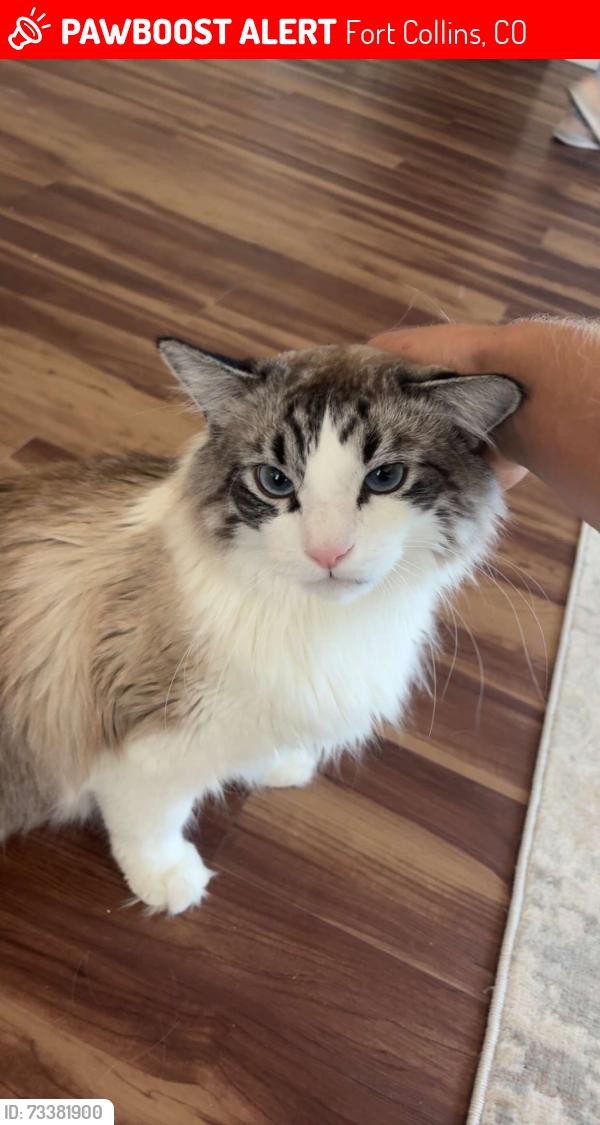 Lost Male Cat last seen Cypress and Tamarac, Fort Collins, CO 80521