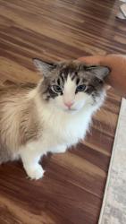 Lost Male Cat last seen Cypress and Tamarac, Fort Collins, CO 80521