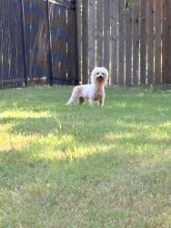 Found/Stray Male Dog last seen Ella blvd, Houston, TX 77008