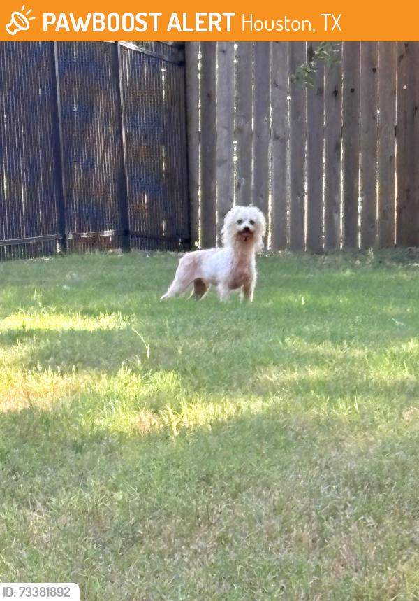 Found/Stray Male Dog last seen Ella blvd, Houston, TX 77008