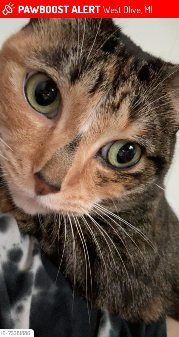 Lost Female Cat last seen Last seen on winding creek ln, West Olive, MI 49460