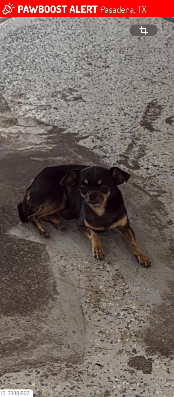 Lost Male Dog last seen Spencer and Preston, Pasadena, TX 77502