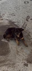 Lost Male Dog last seen Spencer and Preston, Pasadena, TX 77502