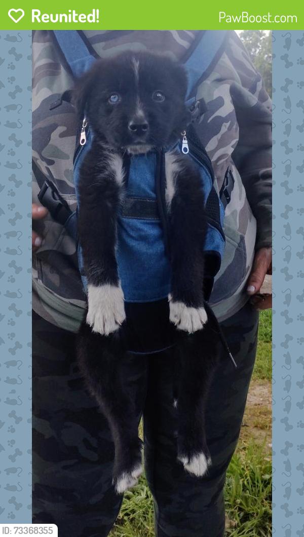 Reunited Male Dog last seen Se Morrison and MLK, Portland, OR 97215