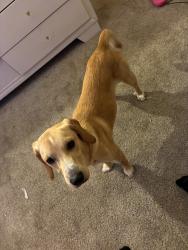 Found/Stray Male Dog last seen Lewis farm rd., Bessemer City, NC 28016