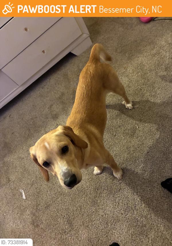 Found/Stray Male Dog last seen Lewis farm rd., Bessemer City, NC 28016