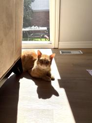 Lost Male Cat last seen Rickson and Edinburgh, Guelph, ON N1G 5C6