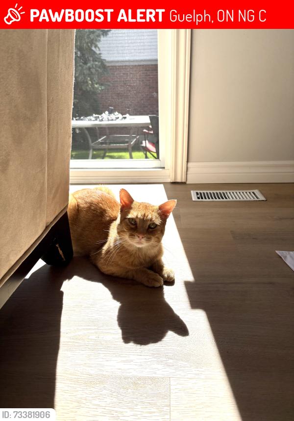 Lost Male Cat last seen Rickson and Edinburgh, Guelph, ON N1G 5C6