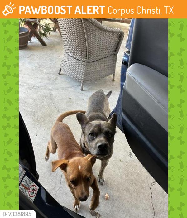 Found/Stray Male Dog last seen Near Brooks Dr., Corpus Christi, TX 78408