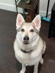 Reunited Female Dog last seen apmt complex near Gardner Village, Midvale, UT 84047