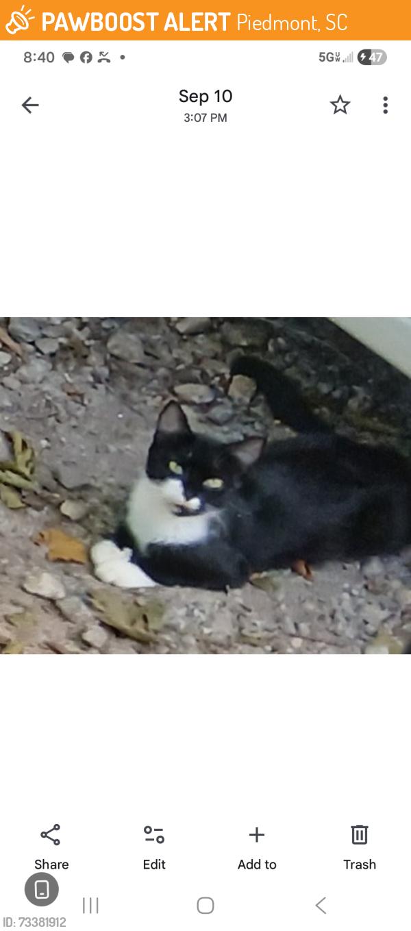 Found/Stray Unknown Cat last seen Old Pelzer /Peden, Piedmont, SC 29673