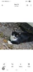 Found/Stray Unknown Cat last seen Old Pelzer /Peden, Piedmont, SC 29673