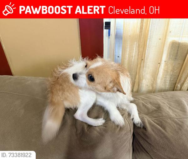 Lost Female Dog last seen Near westside market west 25tg and Detroit, Cleveland, OH 44113
