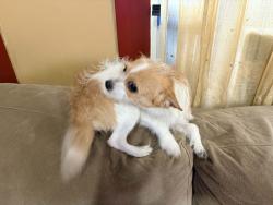 Lost Female Dog last seen Near westside market west 25tg and Detroit, Cleveland, OH 44113