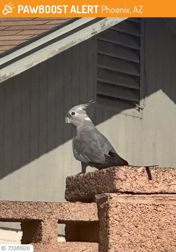 Found/Stray Unknown Bird last seen 35th Ave & Peoria, Phoenix, AZ 85029